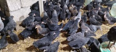 Digər quşlar: Ya Allah. Salam Hər vaxtınız xeyir! 6 Noyabr 2025 ci ildən — 10