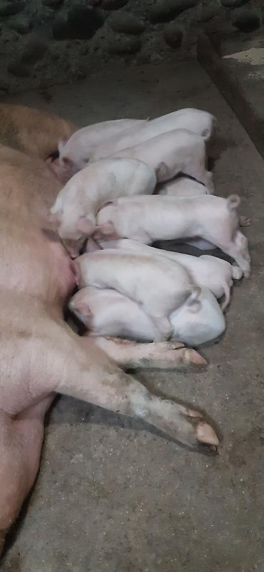 белая крыса: Продаются поросята, крупная белая, 8 го августа-1 месяц. Зубки — 2