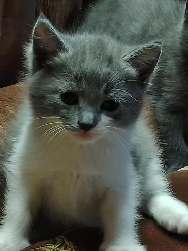 Pişiklər: Britan, Erkək, Dişi — 8