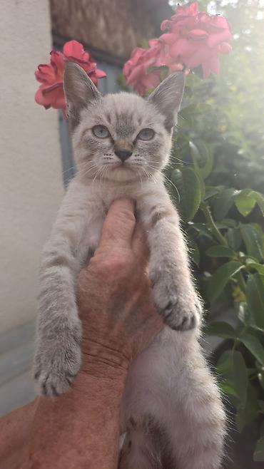 Кошка даром: Скотиш Страйт (Шотландская прямоухая), Мальчик at lalafo.kg — 1 Кошка даром: Скотиш Страйт (Шотландская прямоухая), Мальчик — 1