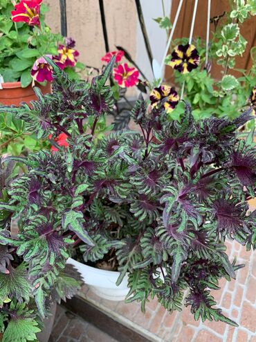 Другие виды семян и саженцев: Колеусы есть в стаканчиках и большие — 3