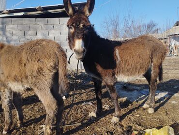 таза канду жылкылар: Эшек кодиги менен 15000 сом