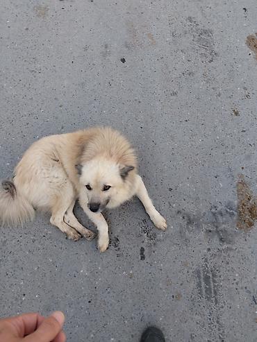 balaca ag itlər: 3 il, Erkək — 3