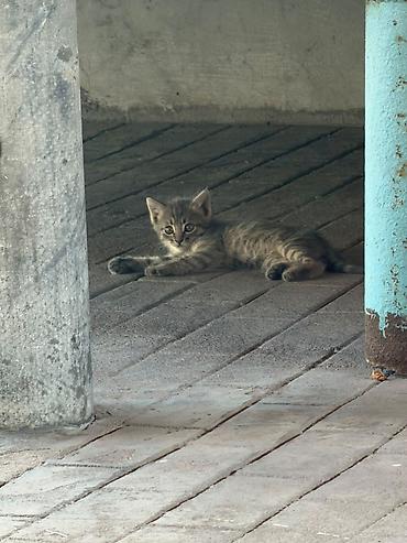 короткошерстная: Котята полосатые (серо-коричневый и серый табби) - Порода: домашние — 3