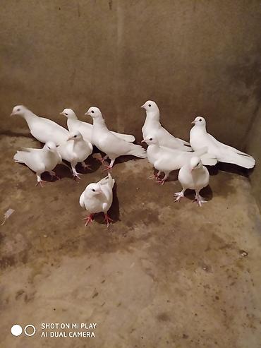 Göyərçinlər: Ünvan Maştağa. Ağ — 2