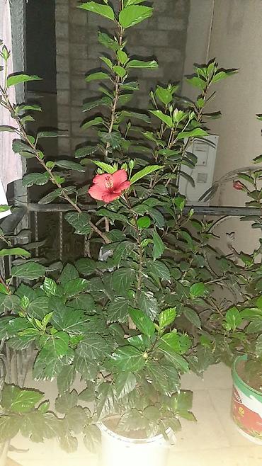 yonca tumu: Qırmızı hibiskus (Çin qızılgülü) dibçək bitkisi Salam 070 858 70 85 — 1