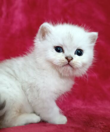 купить лежанку для кота: Предлагается к предварительному резерву шикарный шотландский котенок