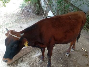 Atlar: Dişi, Holsteyn, il: 1