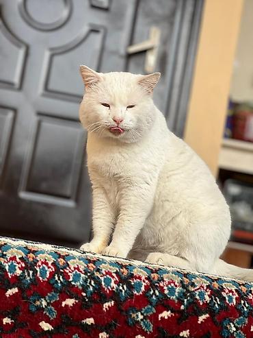 Pişiklər: Erkək, Yaxşı əllərə, Pulsuz çatdırılma — 2