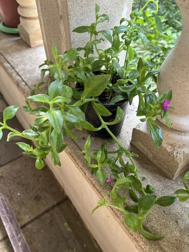 Otaq bitkiləri: Her nov guler var endirimnen verecem Gencedi istiyen yazsin satiş -da lalafo.az — 6 Otaq bitkiləri: Her nov guler var endirimnen verecem Gencedi istiyen yazsin satiş — 6