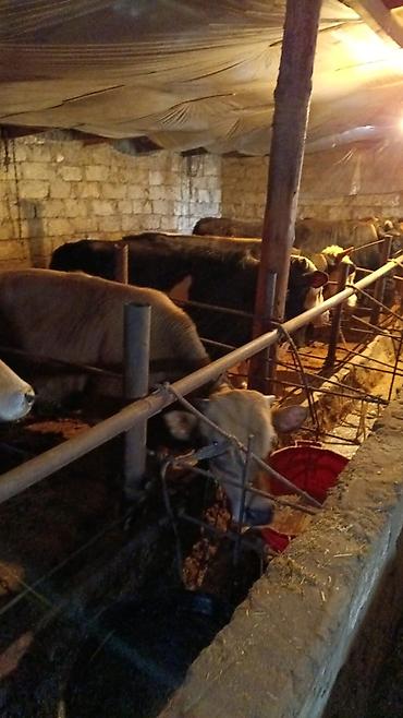 Inəklər, öküzlər: Inəklər, öküzlər — 10