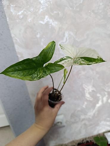 Сингониумы: Распродажа сортовых и редких комнатных растений, цены и названия — 22