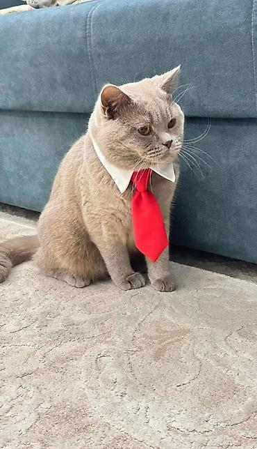 котята британские: Британский котик ищет любящий и заботливый дом. Очень милый — 1