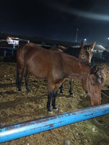 купить рабочую охотничью собаку: Сатам | Бээ (ургаачы) | Жумушка