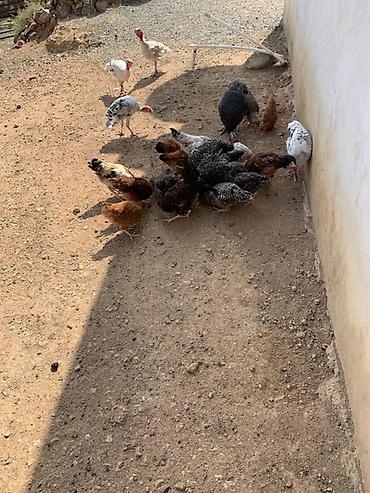hinduşka balaları: Qarışıq ev quşları satılır - Hind toyuqları (hinduşka və paltarlı — 4