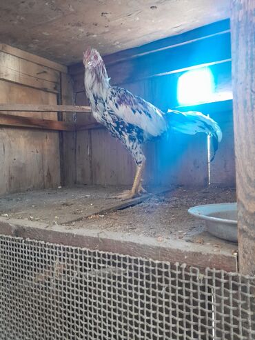 heyvanlara verilen adlar: Gaçqaç (uzunboylu) xoruz - Növ: döyüş tipli, uzun ayaqlı, sərt