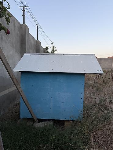 heyvanlar itler: İt evi – taxta konstruksiyalı, ikitərəfli maili damlı - Material — 3