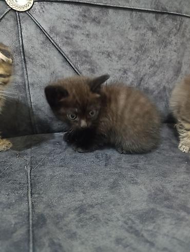 Pişiklər: Şotland — 6