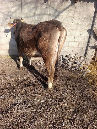 Коровы, быки: Продаю | Корова (самка) | Для молока | Привязанные — 3