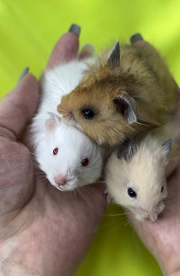 Хомяки: Продаются хомячки ручные. В нашем питомнике вы можете приобрести — 5