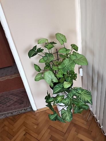 Ostale kućne biljke: Sukulenti u saksijama – više vrsta - Sedum (različite sorte) — 16