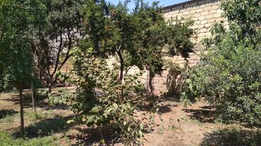 Torpaq sahələrinin satışı: 3 sot, Tikinti, Maklerlər narahat etməsin, Kupça (Çıxarış) -da lalafo.az — 11 Torpaq sahələrinin satışı: 3 sot, Tikinti, Maklerlər narahat etməsin, Kupça (Çıxarış) — 11