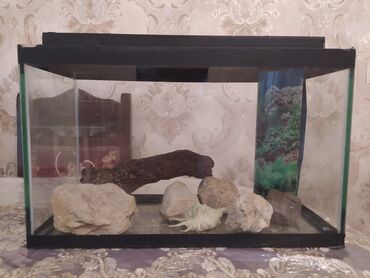 Salam aleykum akvarium satılır içindəkilərlə birlikdə, ölçüləri