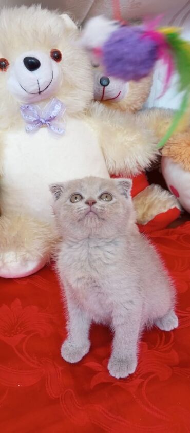 Pişiklər: Şotland yastı qulaq, Erkək, Dişi, Yaxşı əllərə, Ünvandan götürmə, Pulsuz çatdırılma, Ödənişli çatdırılma — 54