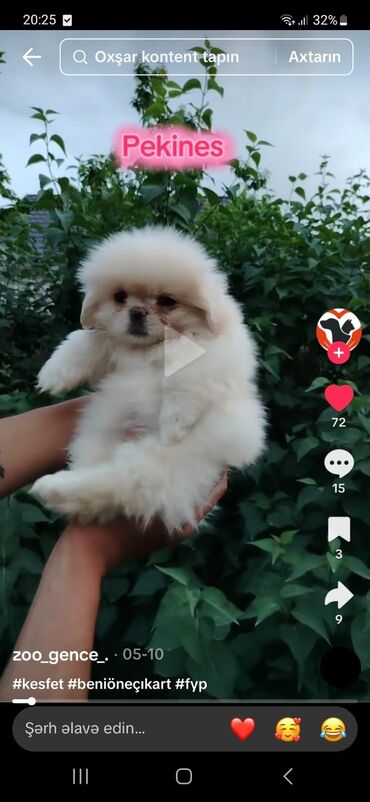İtlər: Pekines, 2 ay, Erkek lalafo.az -da İtlər: Pekines, 2 ay, Erkek