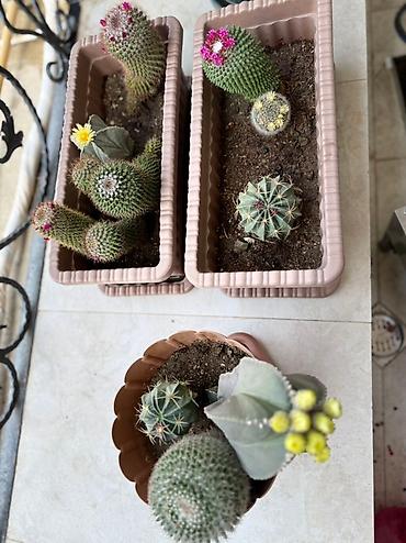 Otaq bitkiləri: Bu dəstə müxtəlif növ kaktuslar daxildir. Hər kaktus özünəməxsus forma — 2