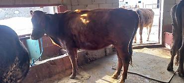 Коровы, быки: Продаю | Корова (самка) | Для разведения | Привязанные — 2