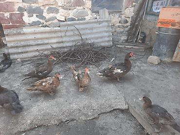 Salam 3 diçi bir ekek təmiz sort ördəklərdi
