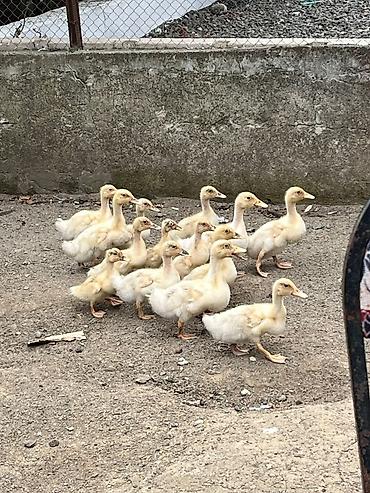 ördək balası və cücə: 1 aylıq Kuban ördək balası satilir Broyler yemi ile beslenib Lənkəran — 1