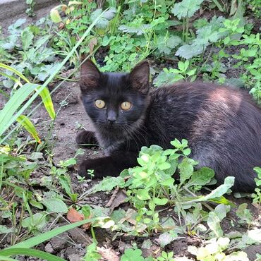котята в добрые руки: Котята 3 мес,мальчик с гладкой шерстью, девочка пушистая с