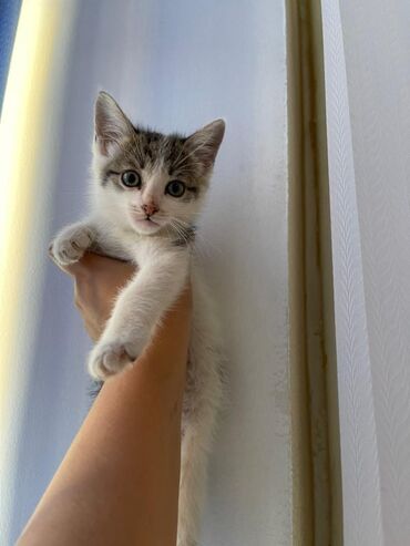 персидский кот цена: Очень шустрый мальчик ищет семью Возраст 2 месяца Ест сухой и