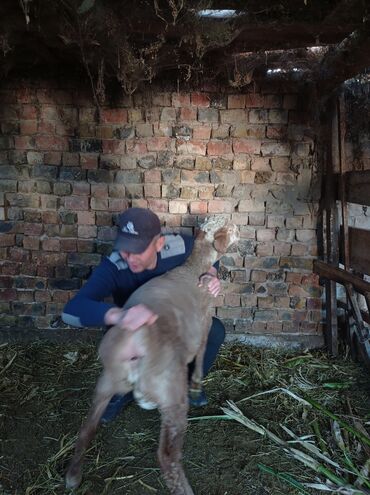 хлеб на корм: Сатам | Ургаачы кой (ургаачы) | Көбөйтүү үчүн | Ургаачы lalafo.kg да хлеб на корм: Сатам | Ургаачы кой (ургаачы) | Көбөйтүү үчүн | Ургаачы