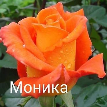 сливы казанской пантеры: Продаю корни роз, оптом и в розницу. Есть в наличии Кустовые — 7