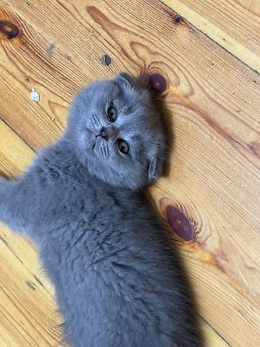 Кошки: Шотландская вислоухая, Самка, Самовывоз, Бесплатная доставка, Платная доставка — 4