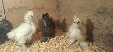 Cücələr: Toyuq cücələri, Damazlıq — 7