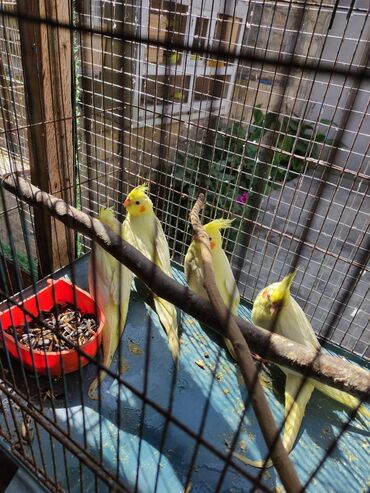 Tutuquşları: Korella tek tek erkey dişi Cüt Valnist qəfəs Valnist 15 Azn balasi — 5