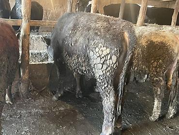 Коровы, быки: Продаю | Бык (самец) | Герефорд — 4