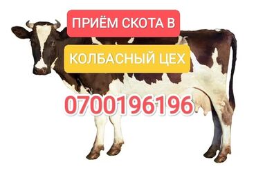 продаю кочкора: Сатып алам | Уйлар, букалар, Жылкылар, аттар | Күнү-түнү, Бардык шартта, Союлган