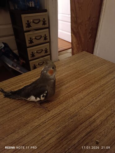 Tutuquşları: Bir dənə 2 ay 2 günlük korela balası Dişiyə oxşayır Sağlamdır öz — 5