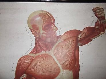 decije cebe: Anterior musculus veliki poster prednje musculature coveka ne — 6