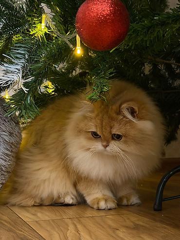 Pişiklər: Qızıl şinşilla, Dişi — 6