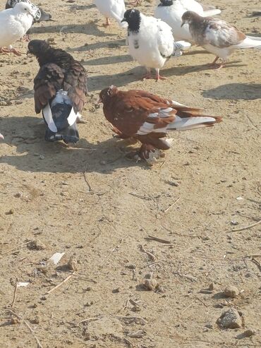 Göyərçinlər: Məhsul: Göyərçin sürüsü Təsvir: - Şəkillərdə müxtəlif rəng və — 16