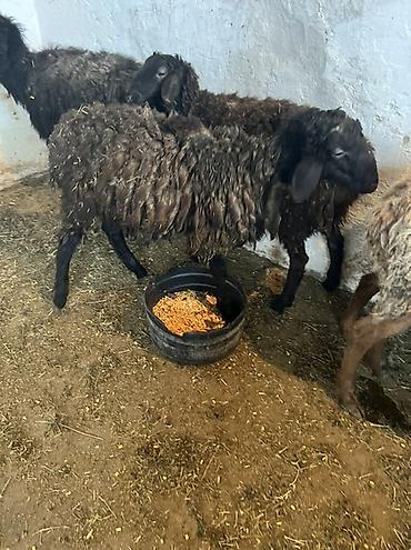 Баран, овца: Продаю | Овца (самка) | Для шерсти | Ярка — 3