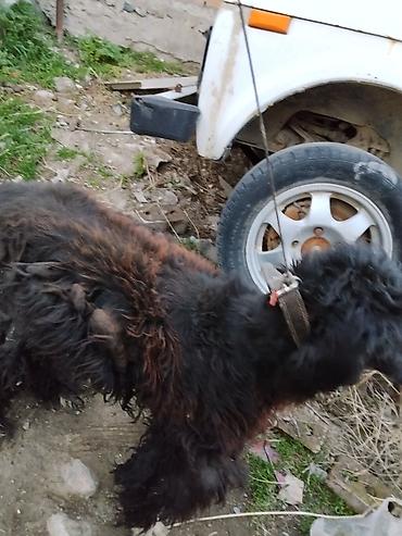 Отдам даром собаку: Тайган крупной породы, длинношёрстная. Окрас преимущественно чёрный с — 3