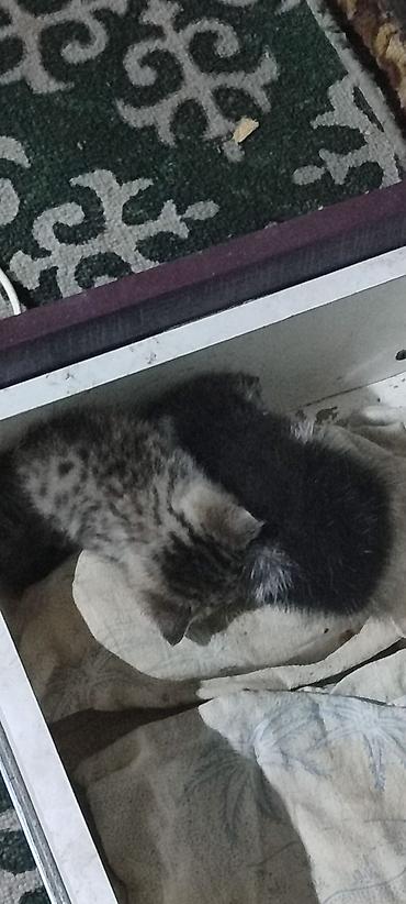 Кошки: Отдадим кошек с котятами с переездом в добрые и хорошие руки — 2