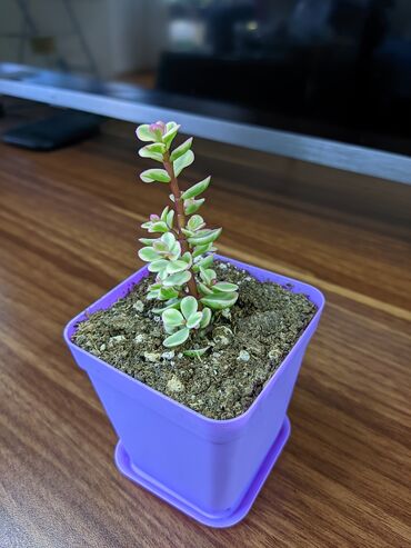 Otaq bitkiləri: Sukkulentlər. Sağlam və dözümlü bitkilərdi. Uzun müddət susuz qala -da lalafo.az — 5 Otaq bitkiləri: Sukkulentlər. Sağlam və dözümlü bitkilərdi. Uzun müddət susuz qala — 5